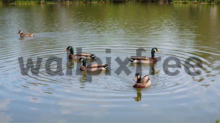 Ducks Swimming in a Pond