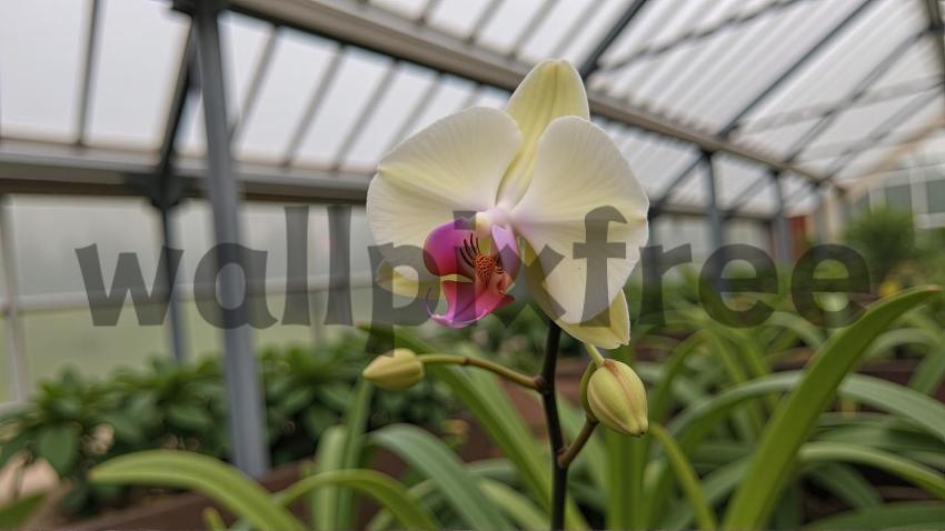 Orchid In Greenhouse