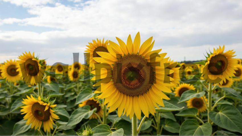 Sunflower Field in Bloom