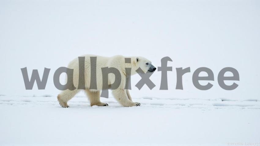 Polar Bear Walking on Snow