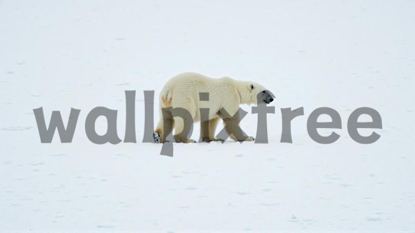 Polar Bear Walking on Snow