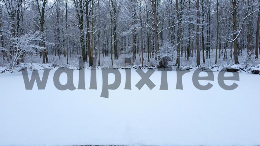 Snow Covered Forest Landscape