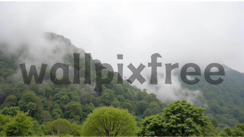 Misty Forested Mountains