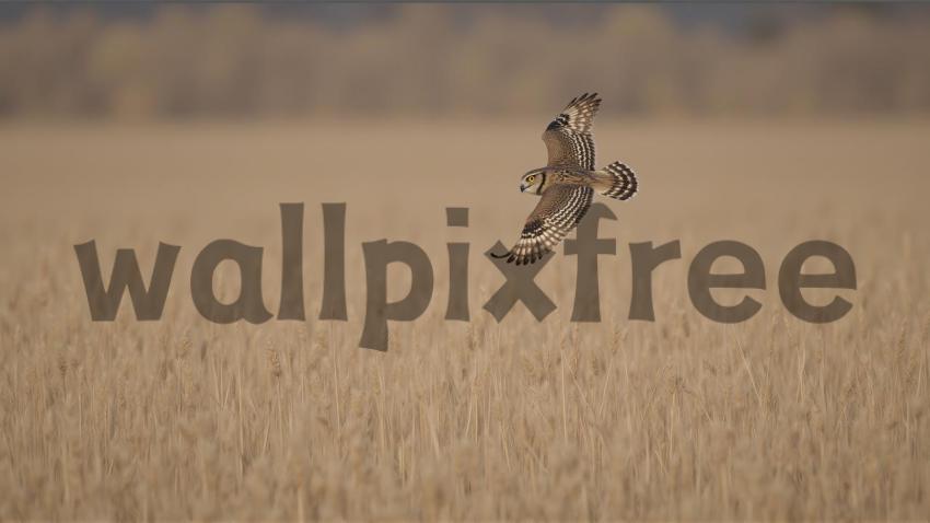 Owl Flying Over Grassland