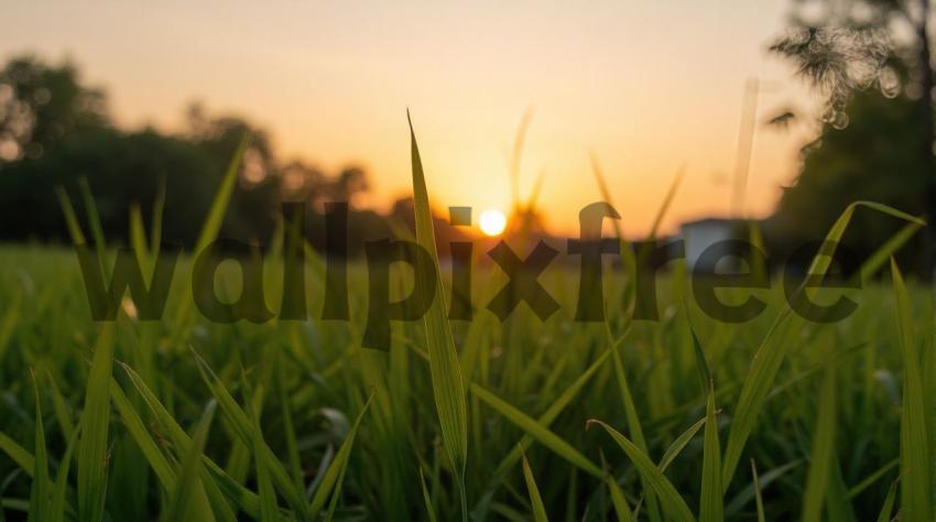 Sunset Over Grass Field